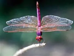 Dragonfly Texture Tile Mold for Glass Slumping DT09