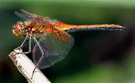 Dragonfly Texture Tile Mold for Glass Slumping DT09