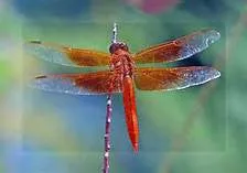 Dragonfly Texture Tile Mold for Glass Slumping DT09