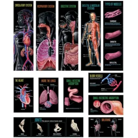 Human Body Mini Bulletin Board Human Body Mini Bulletin Board
