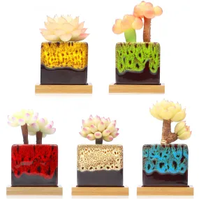 LAMDAWN Cute Ceramic Succulent Garden Pots, Planter with Drainage and Attached Saucer, Set of 5 -Plants Not Included (Vivid square-shaped)