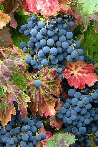 LF117 - Grape and Vines Texture Mold for Glass Casting Frit