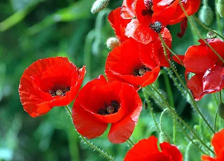 LF143 SMALL PATTY GRAY FRIT CAST POPPY