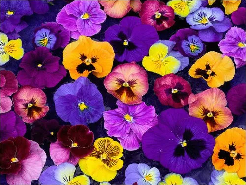 Mold for Pansy Platter GM172