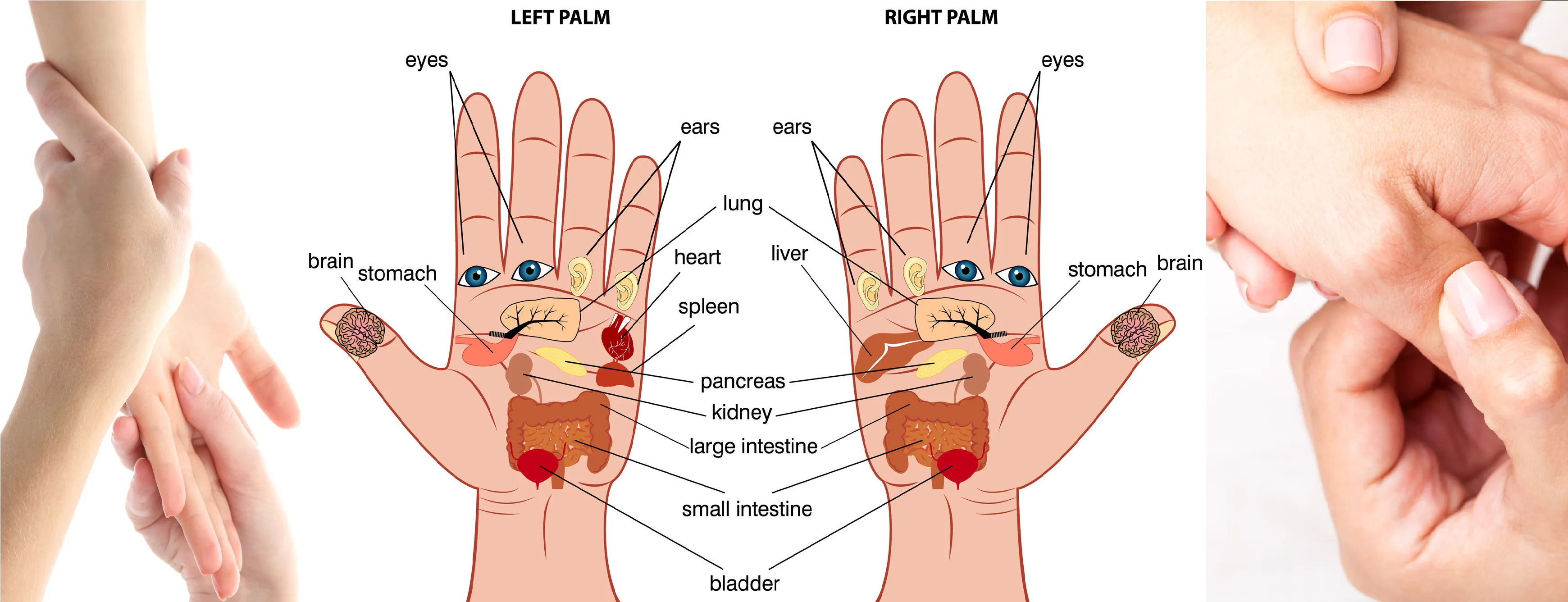 Self-paced Home Study 12 CE Hand & Ear Reflexology with Chair Event Massage