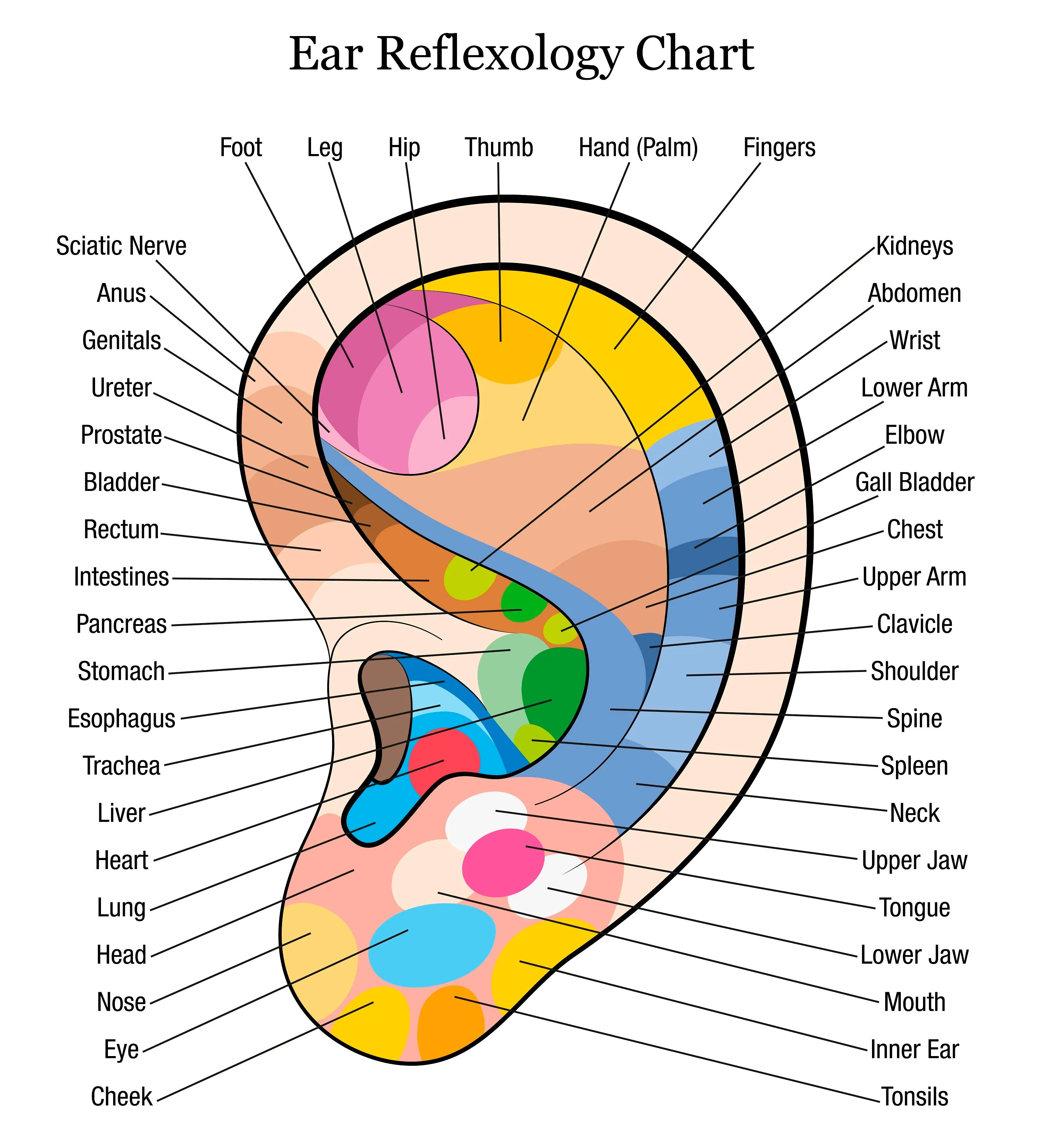 Self-paced Home Study 12 CE Hand & Ear Reflexology with Chair Event Massage