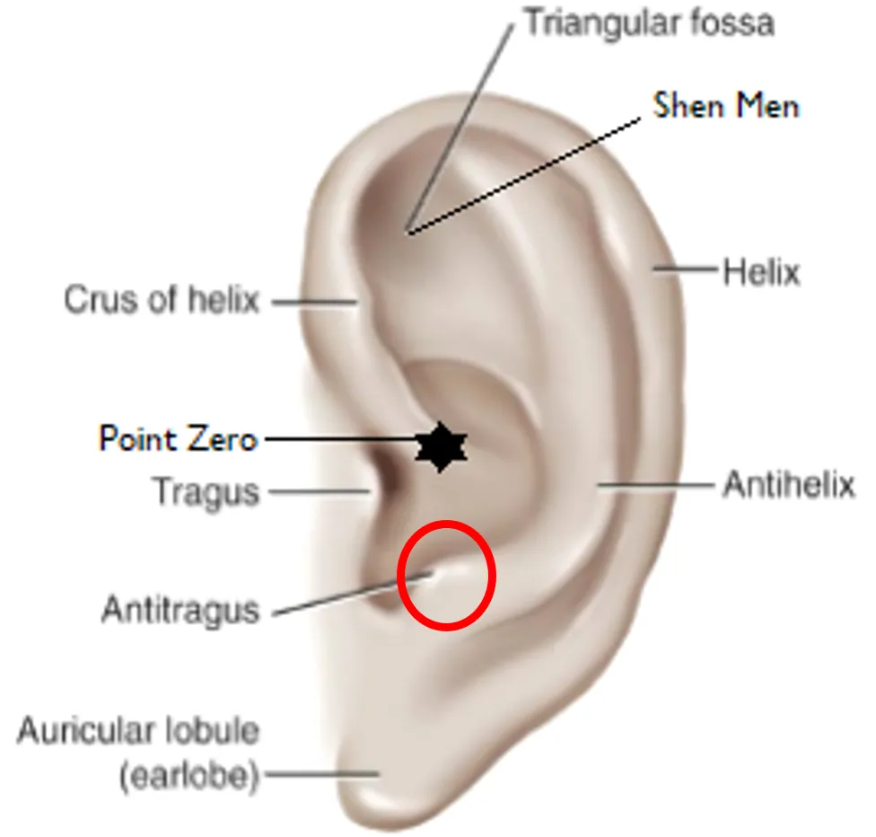 Self-paced Home Study 12 CE Hand & Ear Reflexology with Chair Event Massage