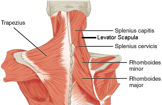 Self-paced Home Study 12 CE Hand & Ear Reflexology with Chair Event Massage